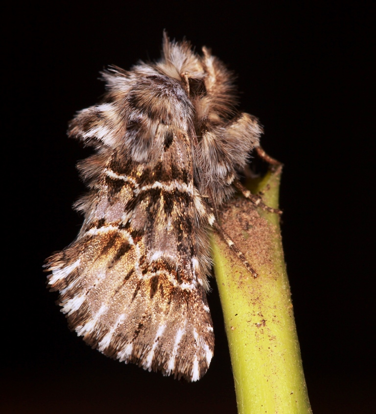 Cleonymia (Cleonymia) baetica (Rambur, [1837])